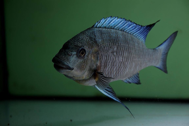 Petrochromis sp. 'blue giant'